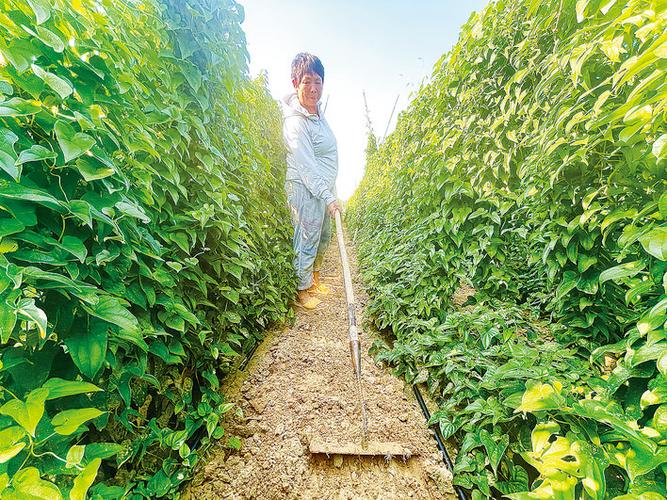 山藥種植成富民產業，國家濮陽經濟技術開發區技術開發獲媒體聚焦